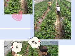 -青浦采草莓天天草莓园