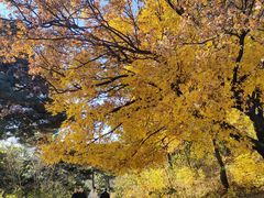 -北京西山国家森林公园