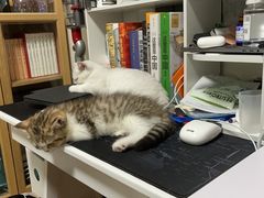 -小猫来了·猫舍(红山六九七九店)