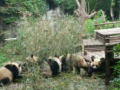 景点-成都大熊猫繁育研究基地