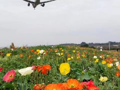-空港花田景区