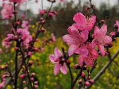 -南汇桃花村