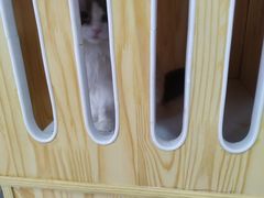 -鼓捣猫呢主题猫咖店