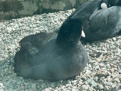 -青藏高原野生动物园