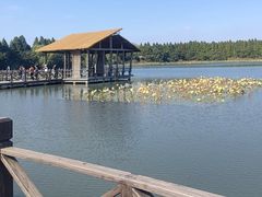 -溱湖国家湿地公园