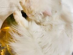 -飞行喵MR PILOT|猫舍·猫咖(静安大融城店)