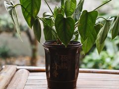 -鸣鹤古镇