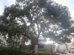 -西溪南古村落