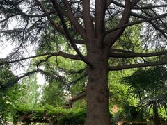 -复旦大学附属华山医院(江苏路分部)