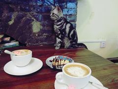 -猫色咖啡·猫咖