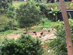 -泉州海丝野生动物世界