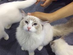 -喵的天空名猫咖啡馆·撸猫·猫舍·用品