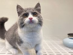 -lincat·猫舍(广州店)