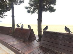 -海云台海滩