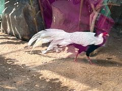 -广州长隆飞鸟乐园