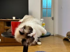 -猫大福·Fortune Cat猫舍(百子湾店)
