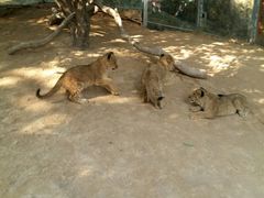 -泉州海丝野生动物世界