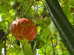 -中国天府农业博览园