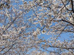 -高东镇樱花园
