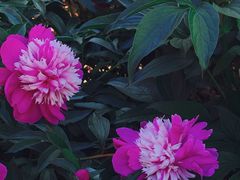 -洛阳市隋唐城遗址植物园
