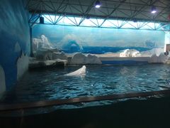 -秦皇岛乐岛海洋王国