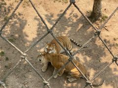 -西霞口神雕山野生动物世界