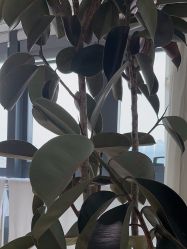 -HEYAN长风荷妍专业脱毛美肤
