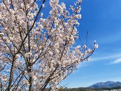-樱花山风景区
