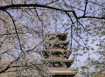 3.13东湖樱花园之旅