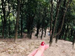 -黄埔油麻山森林公园