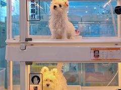 -翊宠yipet猫狗购宠庄园犬舍•猫舍