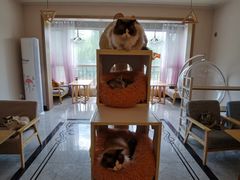 -有猫儿腻咖啡厅.猫咖