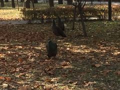 -北京麋鹿生态实验中心