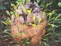 -热带雨林自然公园