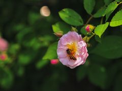 -天鹅湖体育公园