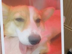 -爱诺耐芙动物医院(万博店)