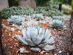-墨尔本皇家植物园