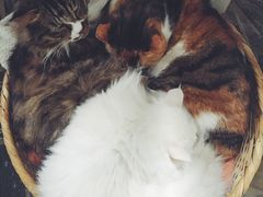 -Anne猫窝咖啡屋