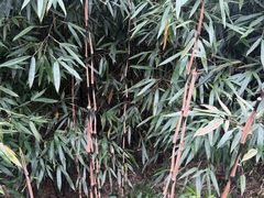 -中国大熊猫保护研究中心雅安碧峰峡基地