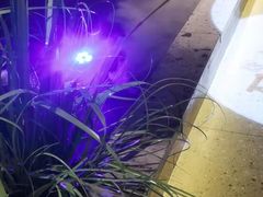 -渝乡辣婆婆·川菜 水煮鱼(安平店)