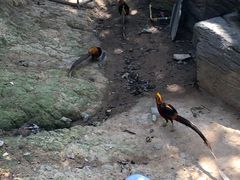 -泉州海丝野生动物世界