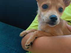 -宠颐生·恒爱宠物医院(静海店)