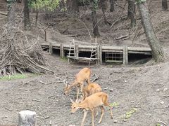 -沈阳森林动物园