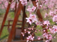 -樂桃源奉贤黄桃种植采摘基地