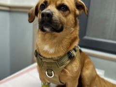 -伟伟宠物医院·CT影像中心·瑞派犬猫综合性门诊(汉口总院)