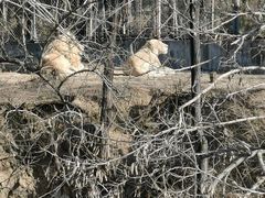 -石家庄市动物园