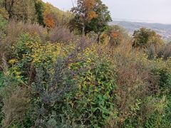 -吉林市朱雀山国家森林公园