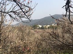 -香雪海