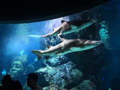 -暹罗海洋世界