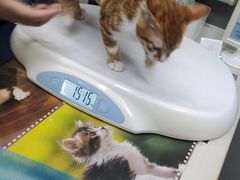 -关爱宠物医院·猫科中心·消化科(滨湖万达分院)